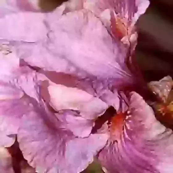Iris Raspberry Blush (Sent in 2L pot)